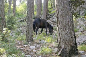 ХОРВАТИЯ 2008 ГОД — ПОЛУОСТРОВ ПЕЛЕШАЦ - Школа плавания для взрослых MEVIS. Сеть бассейнов