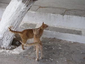 ГРЕЦИЯ 2010 ГОД — ОСТРОВ РОДОС - Школа плавания для взрослых MEVIS. Сеть бассейнов